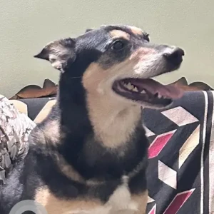 A Black Country breed Dog Missing from Bengaluru