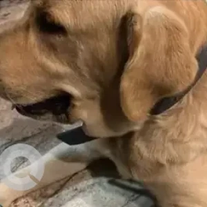 A White Labrador Dog Found from Shantaveri Gopal Gowda Nagara-2