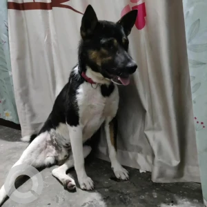 A Black and White Indie Dog Missing from Sibsagar-2