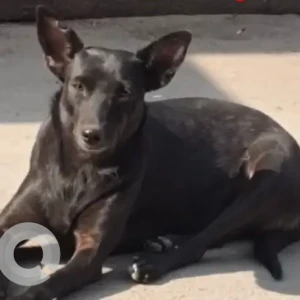 A Black Indie Dog Missing from Sultan puri