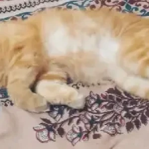 A Orange Persian Cat Missing from Chandra layout-3