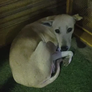 A White Indie Dog Found from Begampur