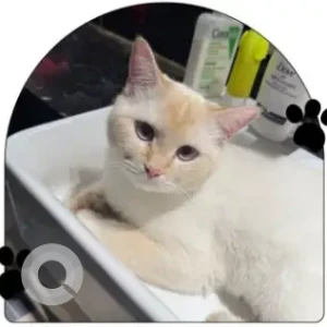 A White Ragdoll Cat Missing from villanova