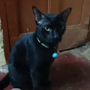 A Black Indie Cat Missing from Mannadi-2