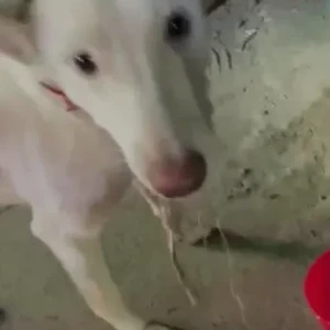 A White Indie Dog Found from Dwarka sector 19, Amberhai