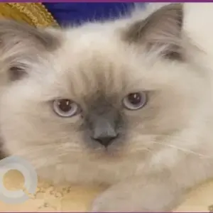 A White Siamese Cat Missing from 79H5+R28 - Mirbih