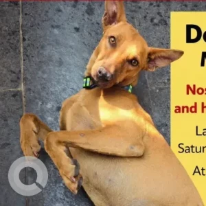 A Brown Indie Dog Missing from The Trees Vikhroli