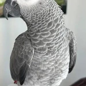 A Grey african parrot Bird Missing from Al Tawuun