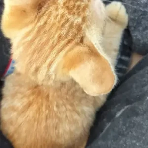 A White-Brown Mix Ginger cat Cat Missing from Loknete Eknath Munde Garden-3