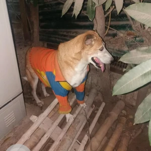 A White-Brown Mix Indie Dog Missing from Mansarovar park DDA flats-2