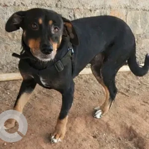 A Black and Brown Indie Dog Missing from Mahadevpura
