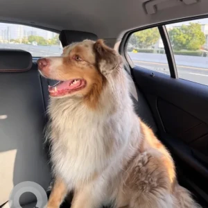 A White-Brown Mix Australian Shepherd Dog Found from Al Asayel Street