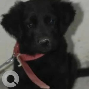 A Black Labrador Dog Missing from Industrial Area, Harohalli
