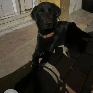 A Black Labrador Dog Found from Pune
