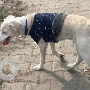 A White Indie Dog Found from Kargil Chowk-2