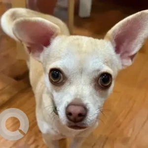 A Light Brown Chihuahua Dog Missing from Near Old Reservoir
