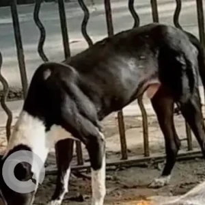 A Black and White Indie Dog Missing from Rajabazar Science College, Pharsi Bagan Lane-4