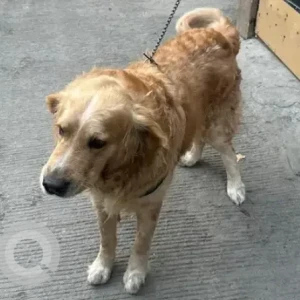 A Brown Golden Retriever Dog Found from Garvebhavi Palya-3