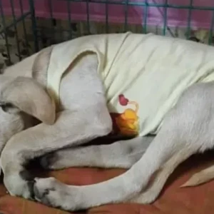 A White Indie Dog Found from Vinayaka Nagara-2