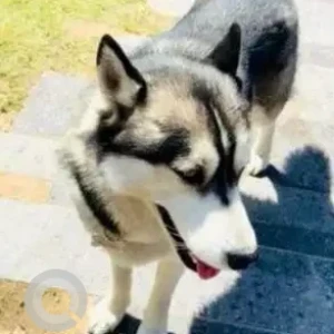 A Black and White Husky Dog Missing from 3B2, Mohali-2