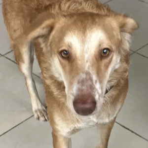 A White-Brown Mix Indie Dog Missing from SKYi Manaslake circle Bhugaon Paud road Pune-4