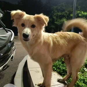 A Brown Indie Dog Found from Pune-2