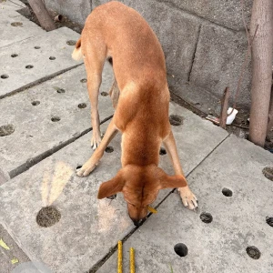 A Brown Indie Dog Found from A block, Sector-61-3