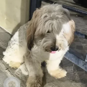 A Brown Shih Tzu Dog Found from Kothanur-2