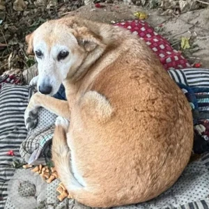 A White-Brown Mix Indie Dog Missing from 