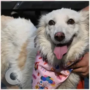Female Spitz Dog Adoption for Adoption in South Delhi