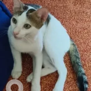 A Grey-White Mix Indie Cat Missing from Mangor-hill, Vasco-Da-Gama-4