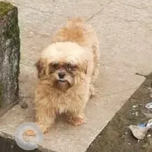 A Brown Shih Tzu Dog Found from Kadav