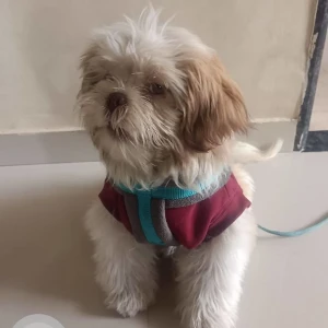 A White-Brown Mix Lasha Apsho Dog Missing from Wadeshwar Nagar