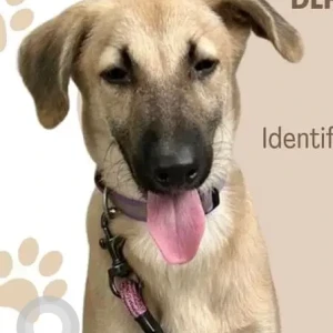 A White-Brown Mix Indie Dog Missing from Gurugram