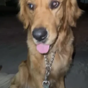 A Golden Golden Retriever Dog Found from Warsan plant nursery market
