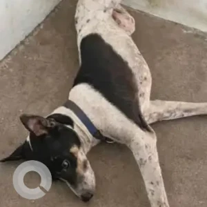 A Black and White Indie Dog Missing from Royapettah, Chennai