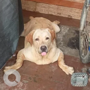 A White Labrador Dog Found from Sai Ganesh Nagar, Pallikaranai