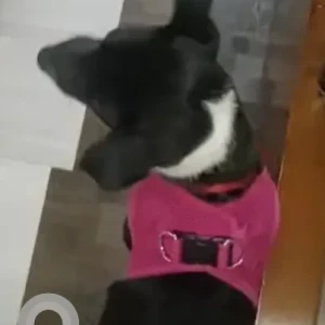 Female Indie Dog Adoption for Adoption in Delhi-2