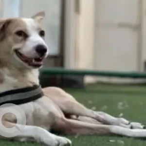 A White-Brown Mix Indie Dog Missing from Emerald Hills Gate No.6, Sector-65