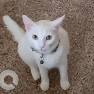 A White Indie Cat Missing from Assagao-2