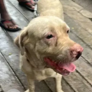 A White-Brown Mix Indie Dog Found from Saligramam, Chennai