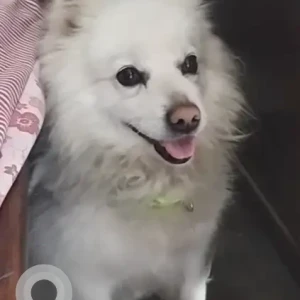 A White Japanese Spitz Dog Found from Shop at Bhanimandal  near basketball court