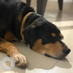 A Black Indie Dog Found from Vagator, Anjuna-2