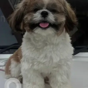 A White-Brown Mix Shih Tzu Dog Missing from Banashankari, Bengaluru-2