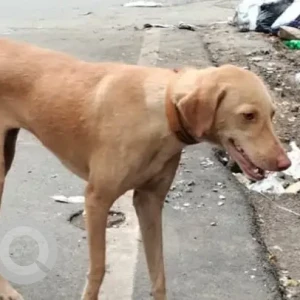 A Brown Indie Dog Found from Padi