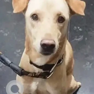 A White Indie Dog Missing from Konem, Priol, Ponda