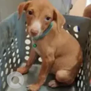 Male Indie Dog Adoption for Adoption in Mumbai