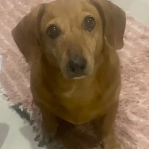 A Brown Dachshund Dog Missing from Kalkaji near Rajmandir