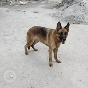 A Brown German Shepherd Dog Found from Shyamji, chole bhature, JP Nagar, 6th phase