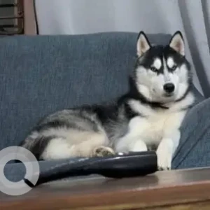 A Grey-White Mix Husky Dog Missing from Bandra palihill-3